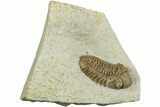 Paciphacops Trilobite Fossil - Black Cat Mountain, Oklahoma #232232-5